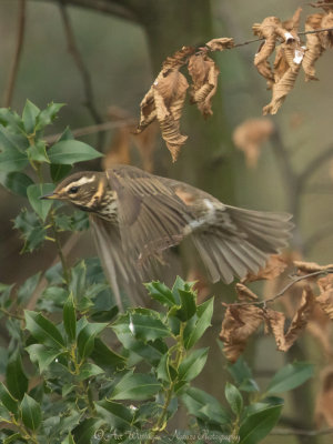 Turdus iliacus / Koperwiek / Redwing