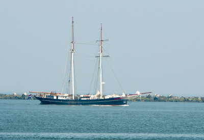 Wylde Swan 