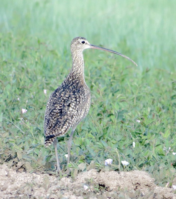 Long-Billed Curlew