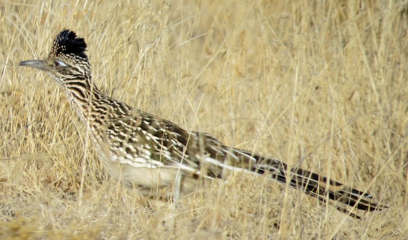 Greater Roadrunner