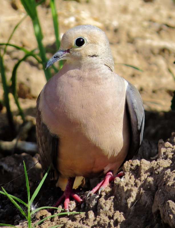 Mourning Dove