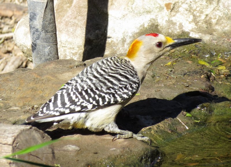 Golden-Fronted Woodpecker