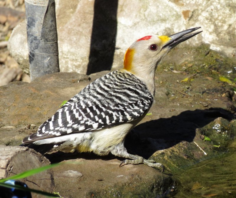 Golden-Fronted Woodpecker