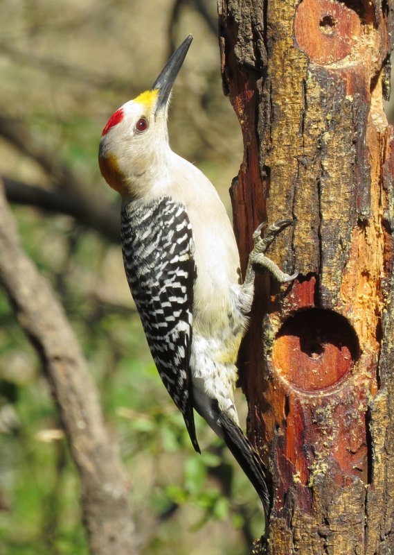 Golden-Fronted Woodpecker