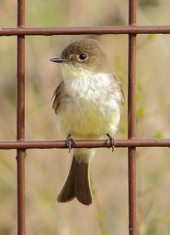 Eastern Phoebe