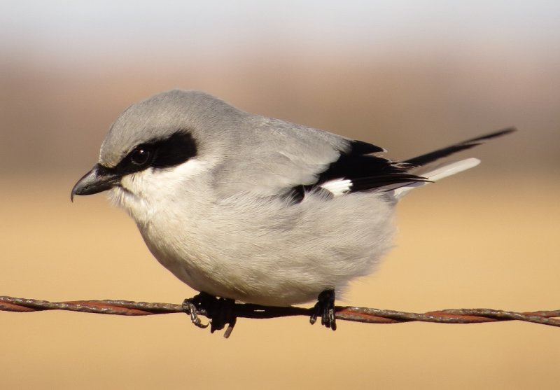 Loggerhead Shrike