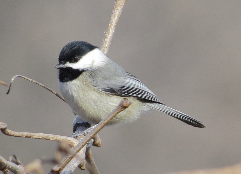 Carolina Chickadee