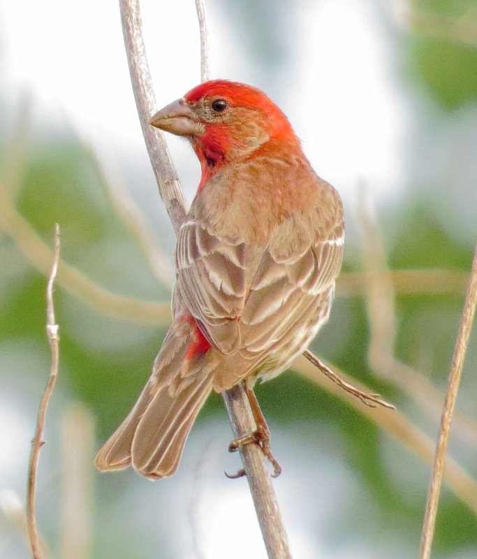House Finch