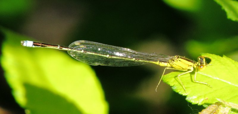 Vesper Bluet