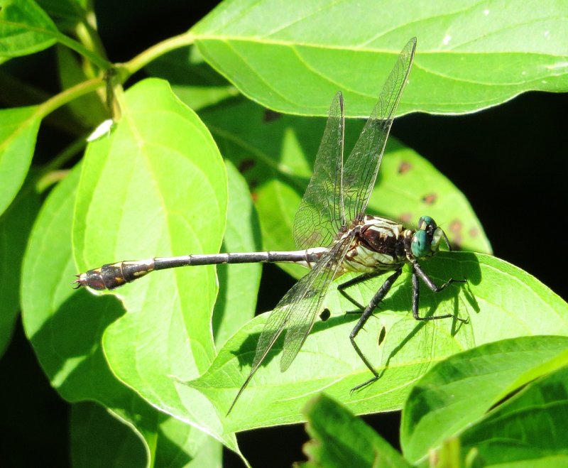 Black-Shouldered Spinyleg