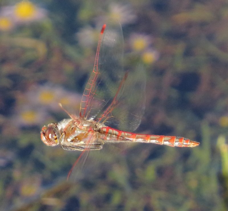 Variegated Meadowhawk