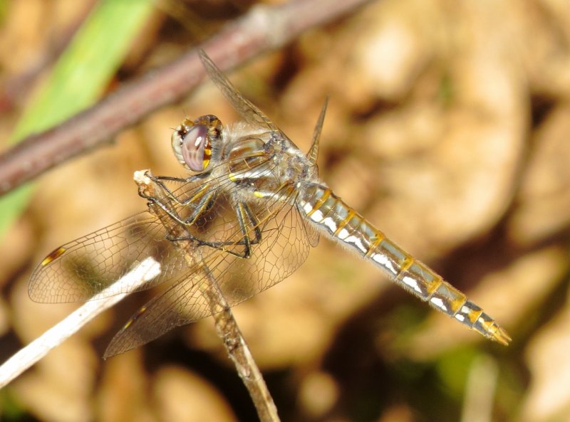 Variegated Meadowhawk