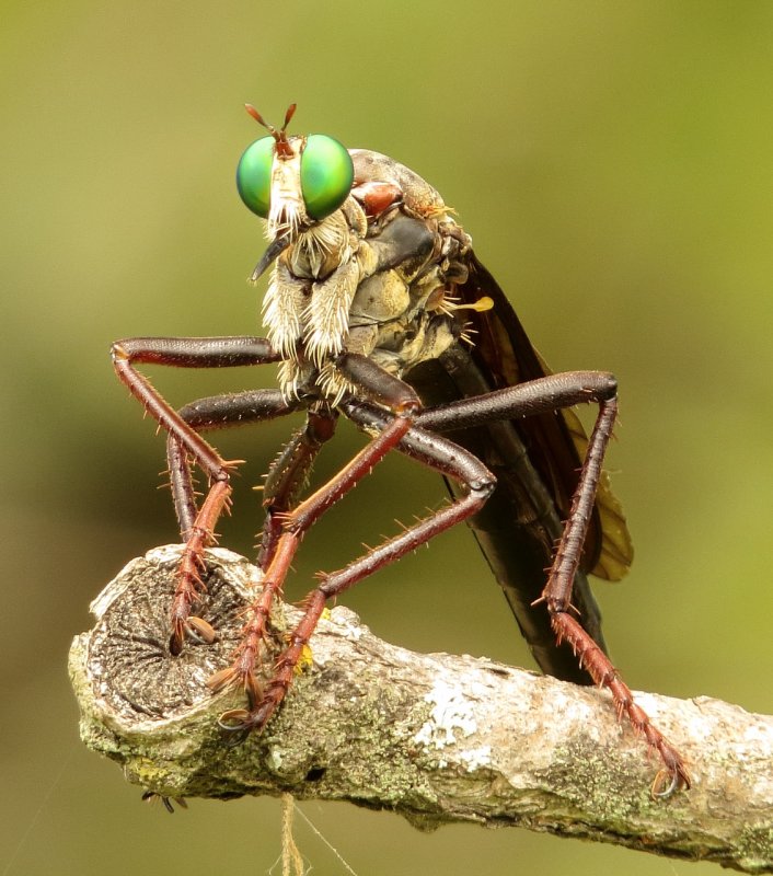 Giant Prairie Robber Fly