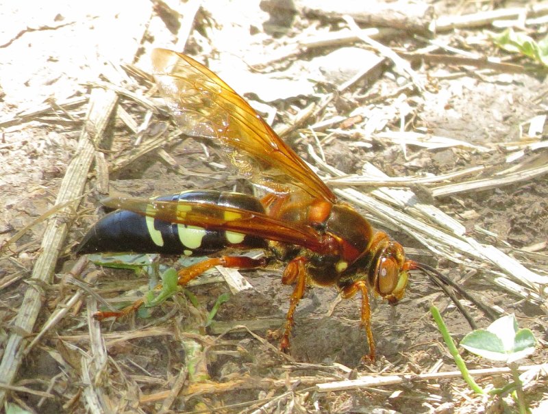 Eastern Cicada Killer