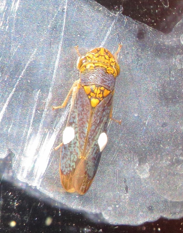 Broad-Headed Sharpshooter
