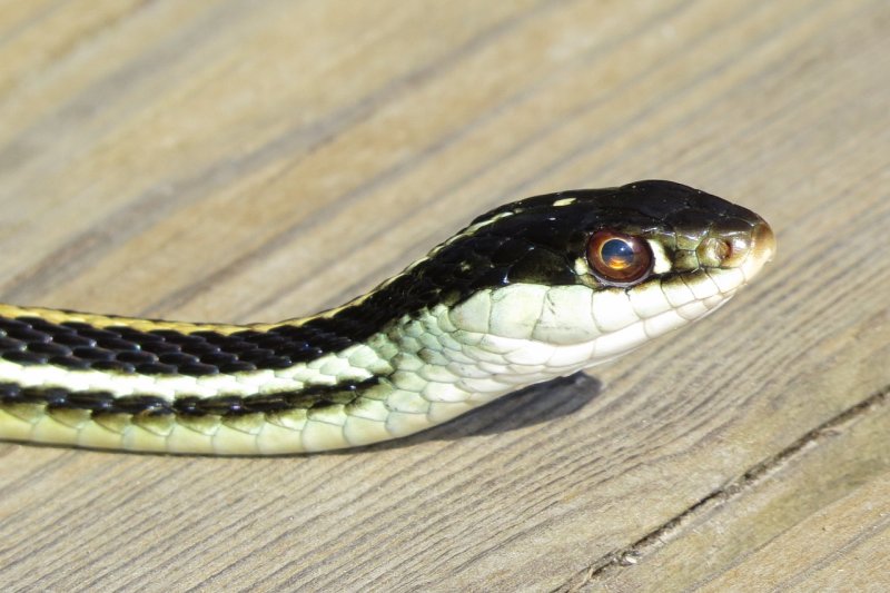 Western Ribbon Snake