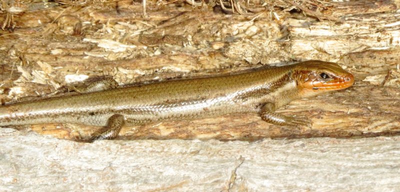 Common Five-Lined Skink