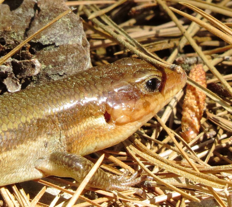 Broad-Headed Skink