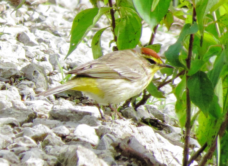 Palm Warbler