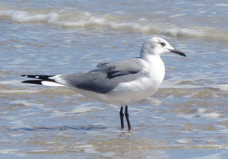 Laughing Gull