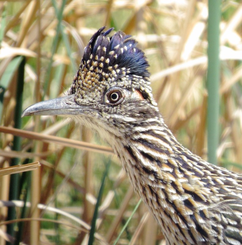 Greater Roadrunner