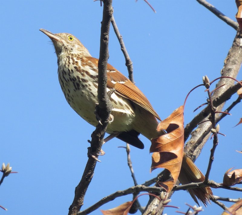 Brown Thrasher