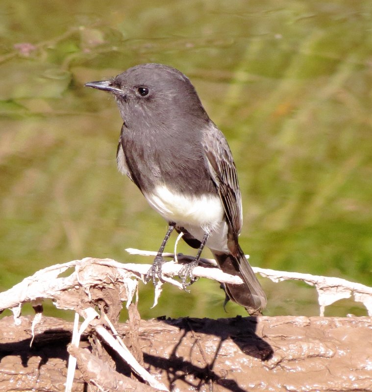Black Phoebe