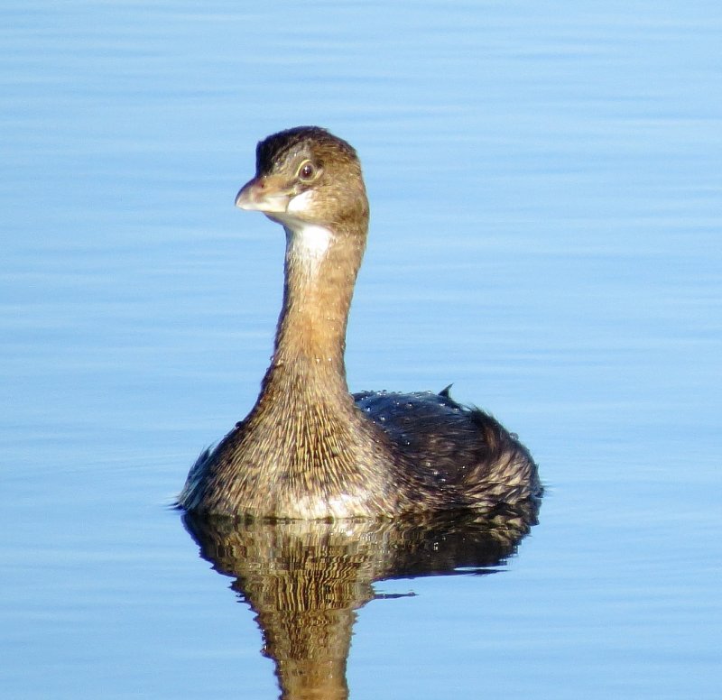 Pied-Billed Grebe