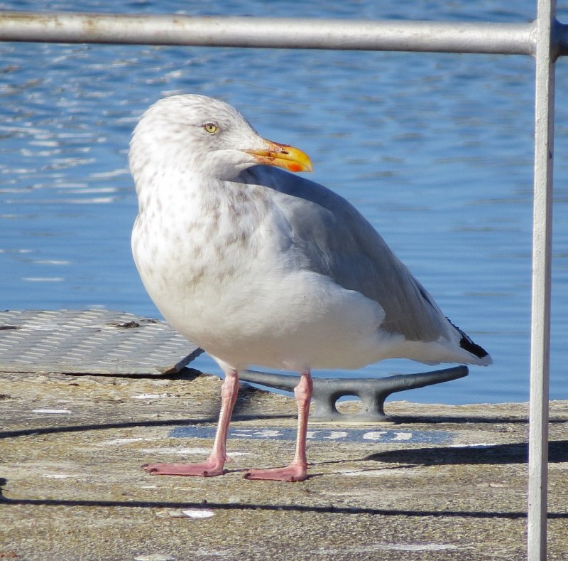 American Herring Gull