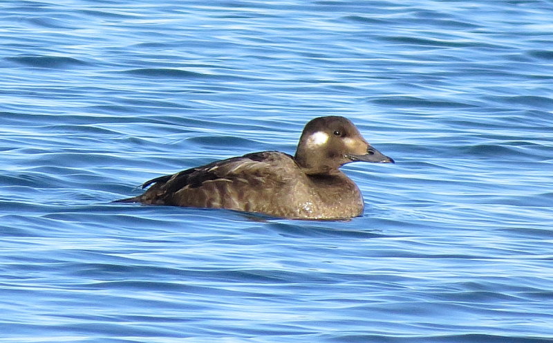 White-Winged Scoter