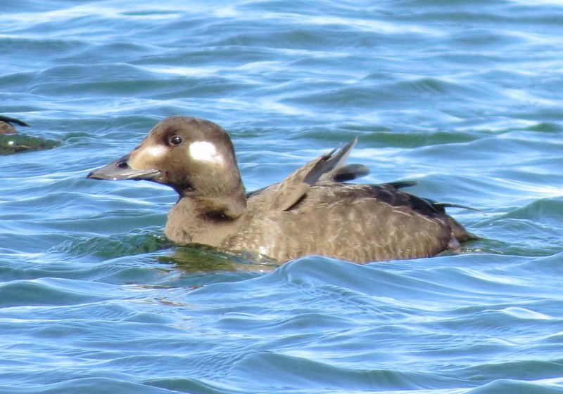 White-Winged Scoter