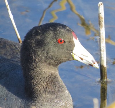 Coots and Gallinules