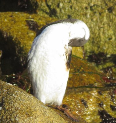 Common Murre