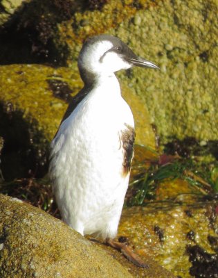 Common Murre