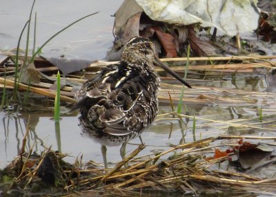 Wilson's Snipe