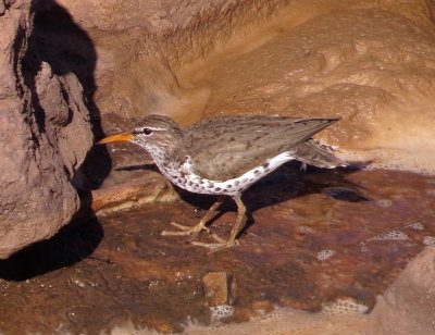 Spotted Sandpiper