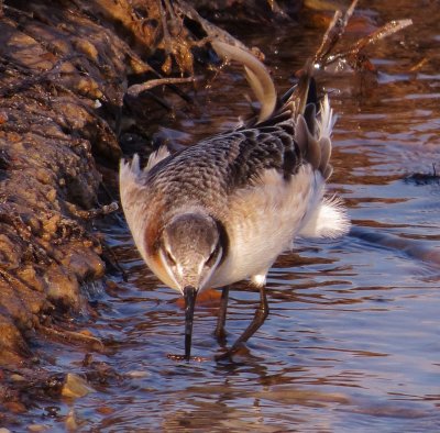Wilson's Phalarope