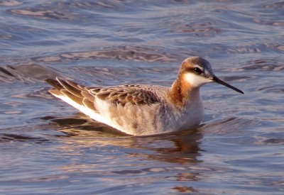 Wilson's Phalarope