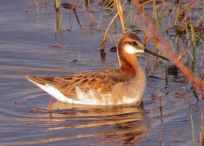 Wilson's Phalarope