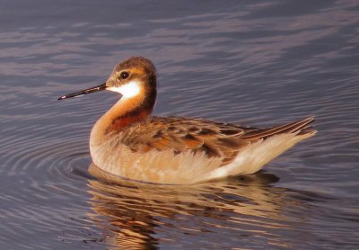 Wilson's Phalarope