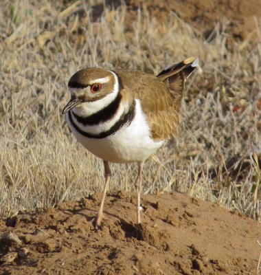 Killdeer
