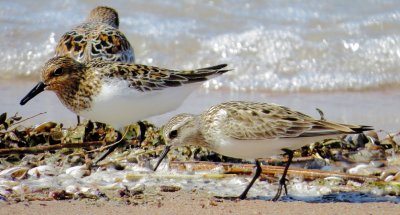 Baird's Sandpiper and Sanderlings