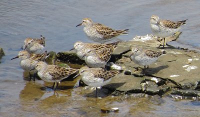White-Rumped Sandpiper