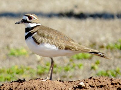 Killdeer
