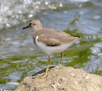 Spotted Sandpiper