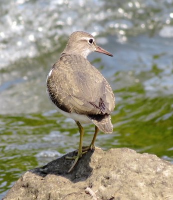 Spotted Sandpiper
