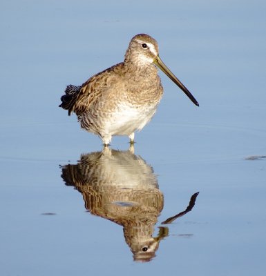 Long-Billed Dowitcher