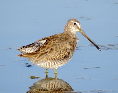 Long-Billed Dowitcher