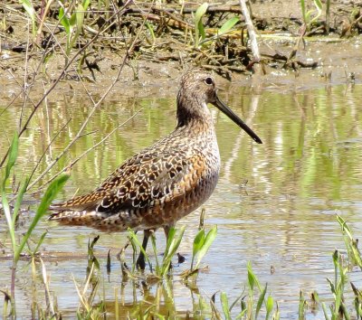 Long-Billed Dowitcher
