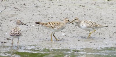 Pectoral Sandpiper